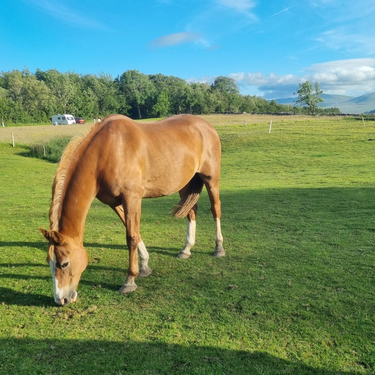 hives-in-horses-paragon-vets