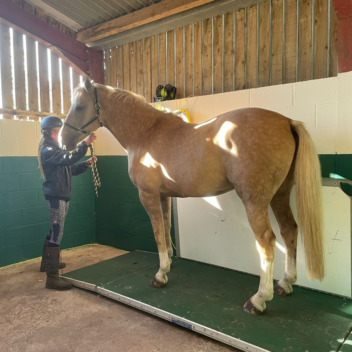 Obesity In Horses | Paragon Vets