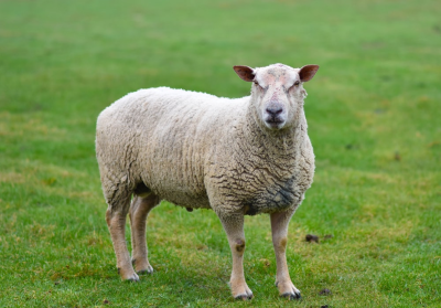 Using teaser tups to aid a compact lambing period | Paragon Vets