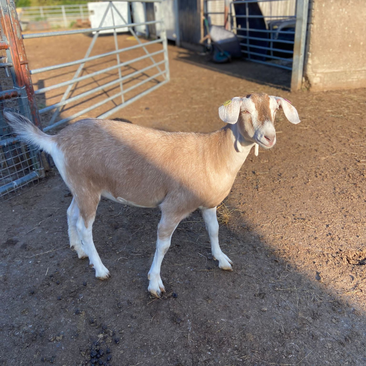 Baby Goats Get to Play Outside! Disbudding is Done 